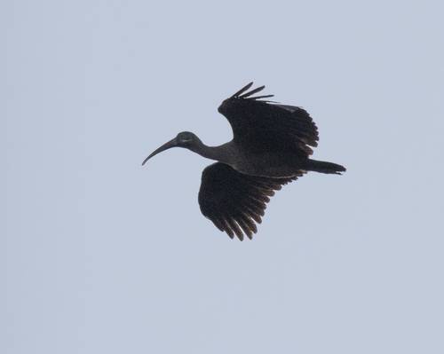 Hadada Ibis