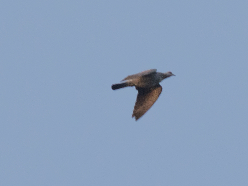 Speckled Pigeon