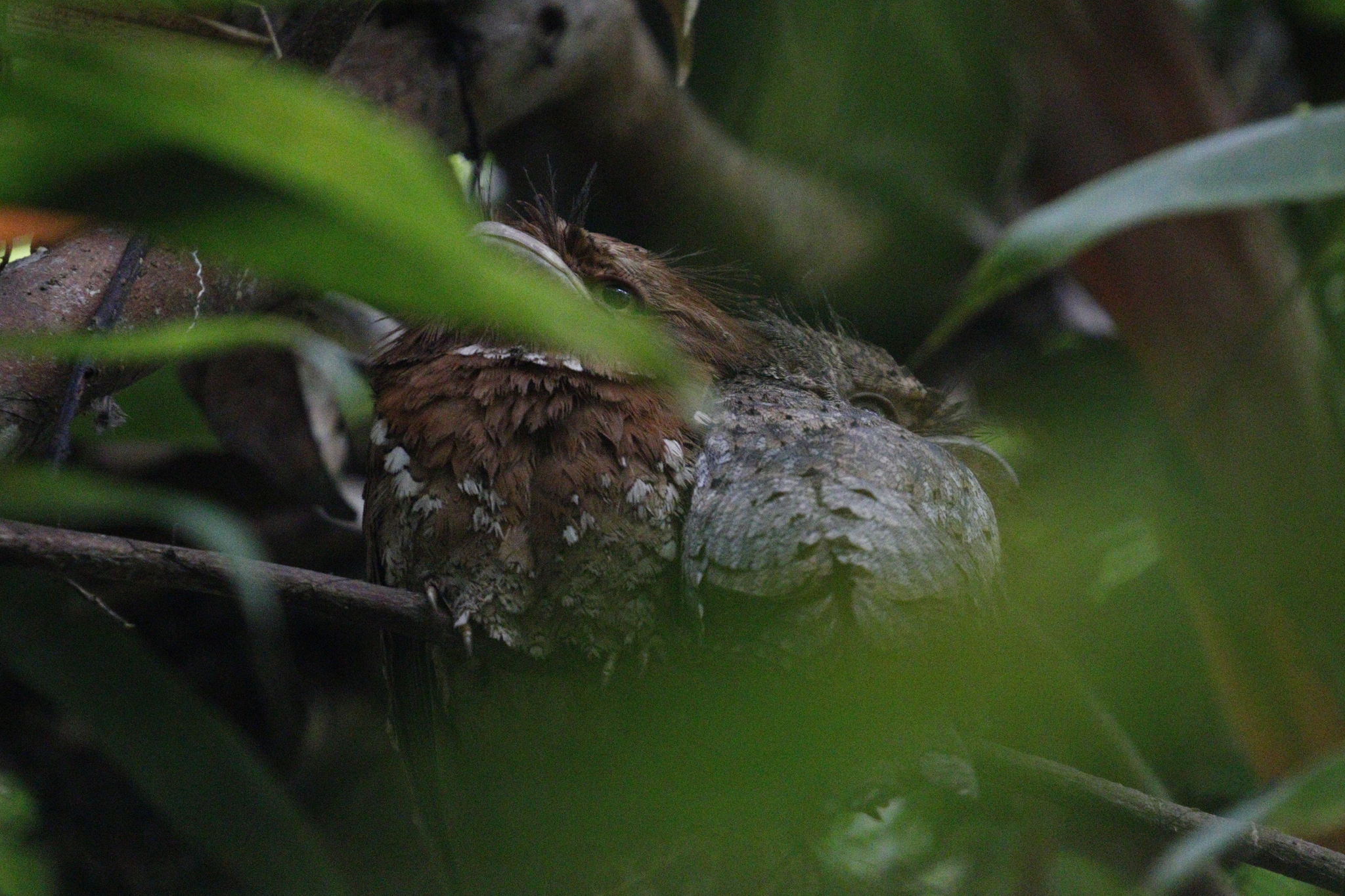 Sri Lanka Frogmouth (Batrachostomus moniliger), photo 6
