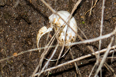 Helminthoglypta tudiculata