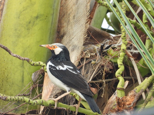 Indian Pied Myna (Gracupica contra), photo 3