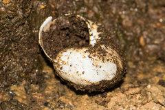 Helminthoglypta tudiculata