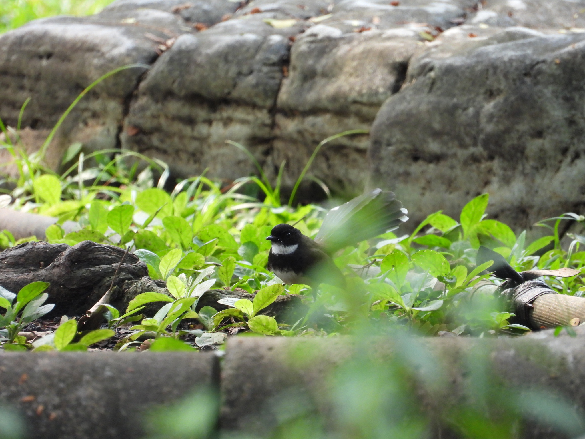 Sunda Pied Fantail (Rhipidura javanica), photo 9