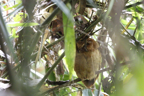Serendib Scops Owl (Otus thilohoffmanni)