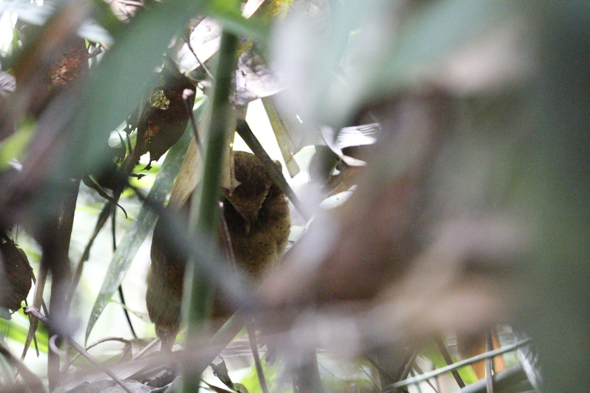 Serendib Scops Owl (Otus thilohoffmanni), photo 2