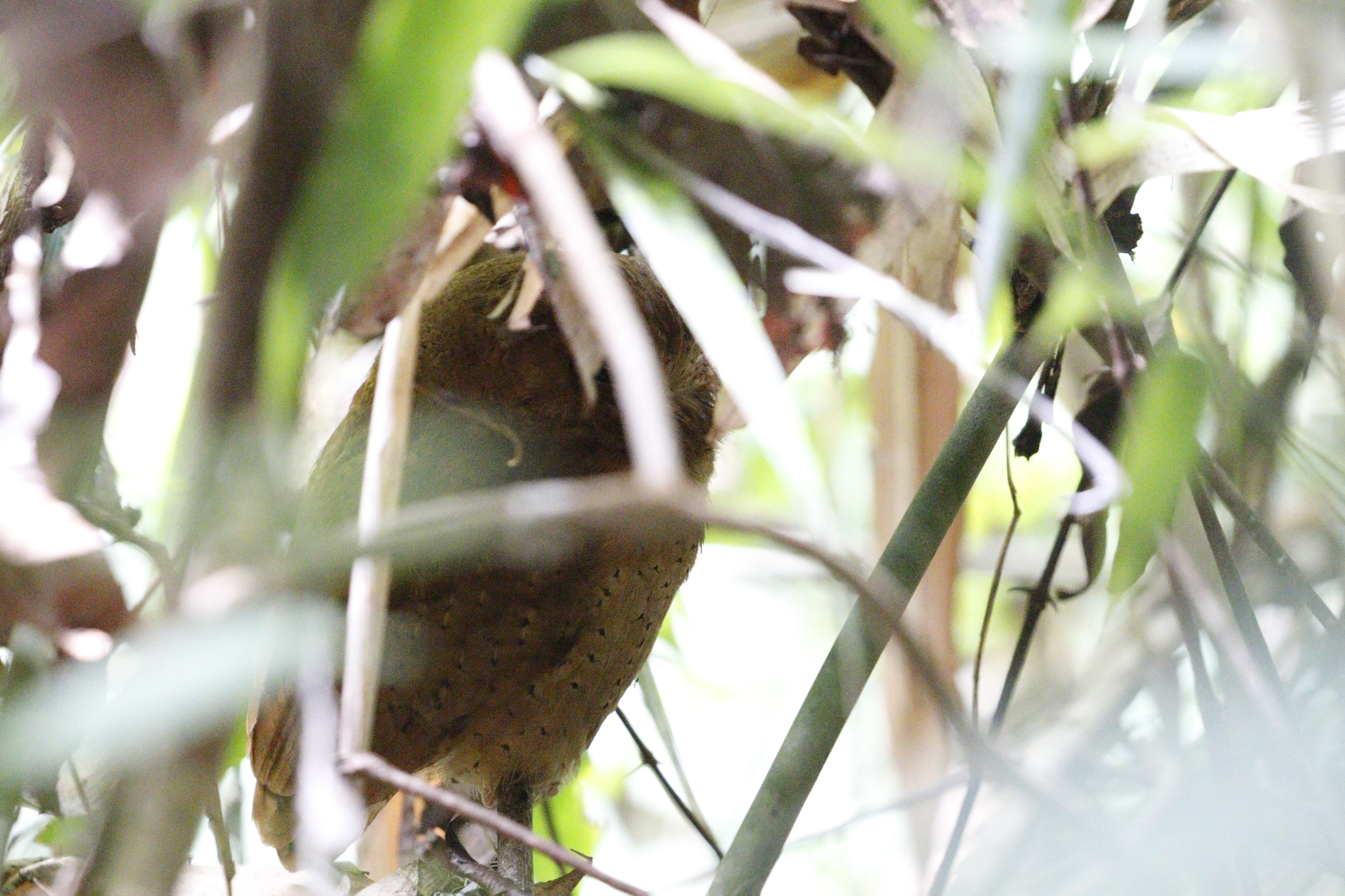 Serendib Scops Owl (Otus thilohoffmanni), photo 4