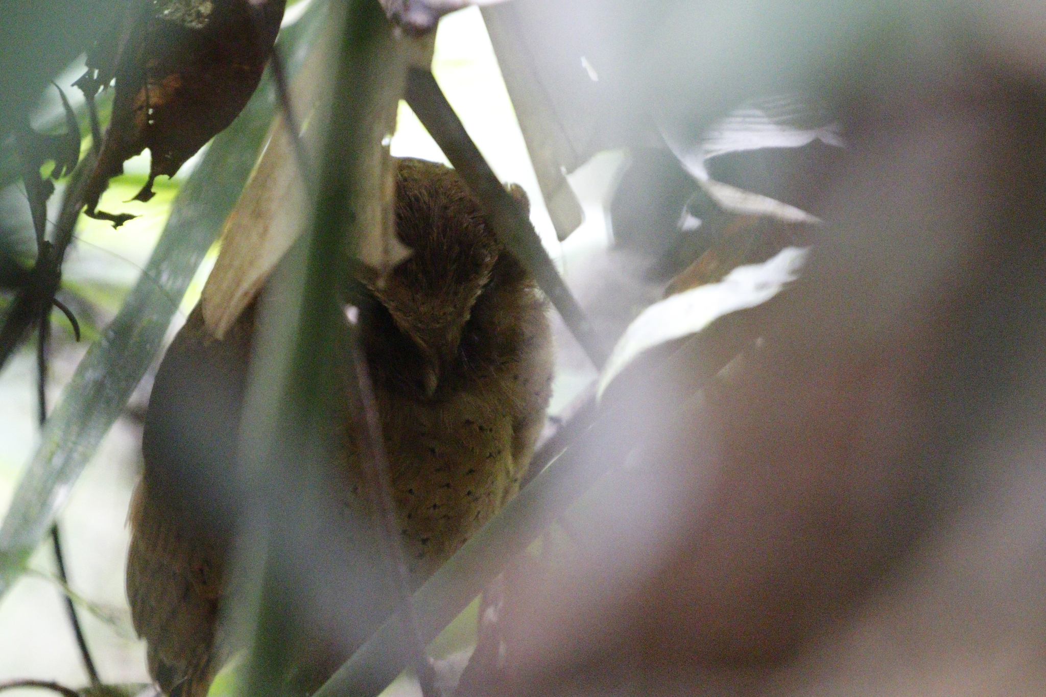 Serendib Scops Owl (Otus thilohoffmanni), photo 3