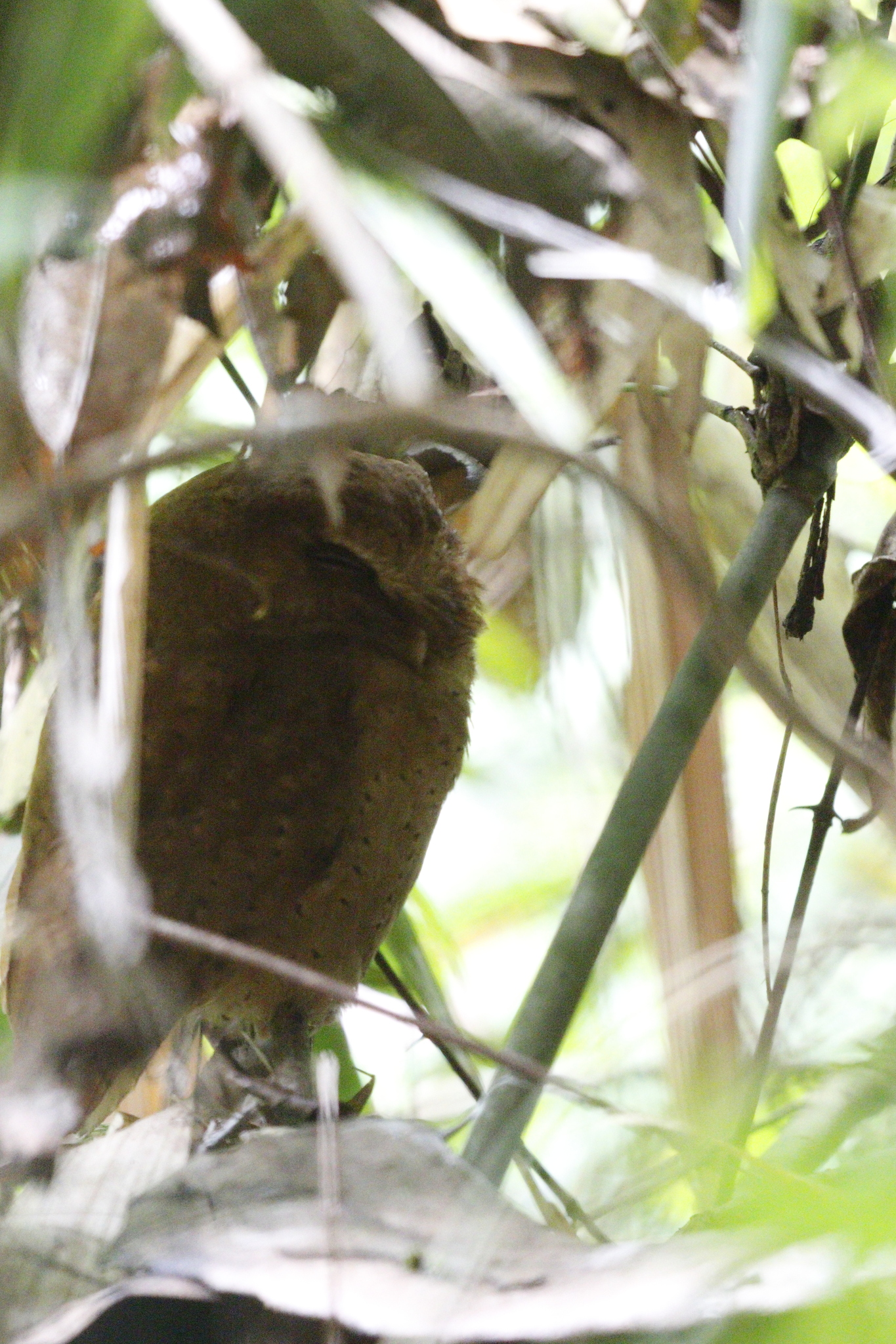 Serendib Scops Owl (Otus thilohoffmanni), photo 5