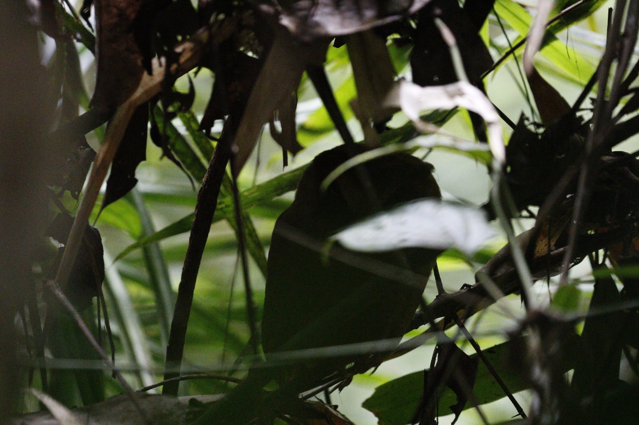 Serendib Scops Owl (Otus thilohoffmanni), photo 6