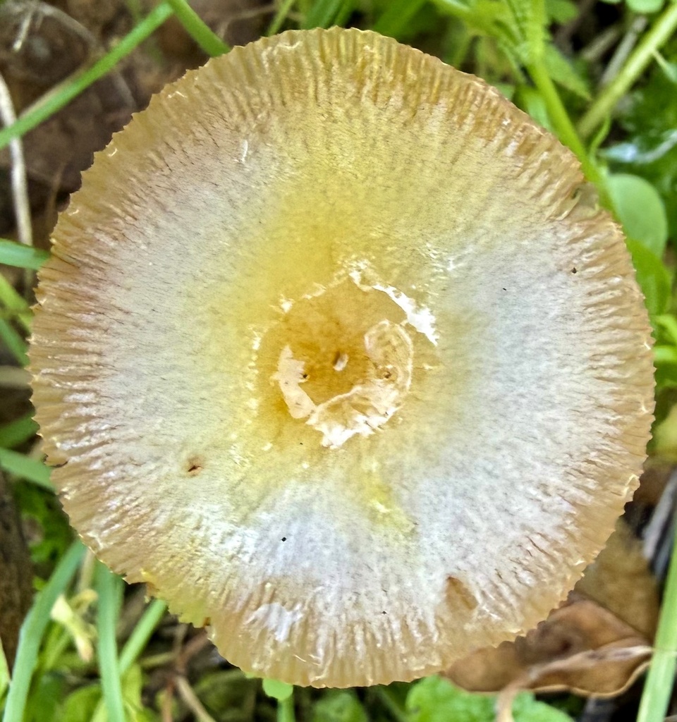 Bolbitius titubans · January 2026 · photo: © hllrnnr (iNaturalist, cc0)