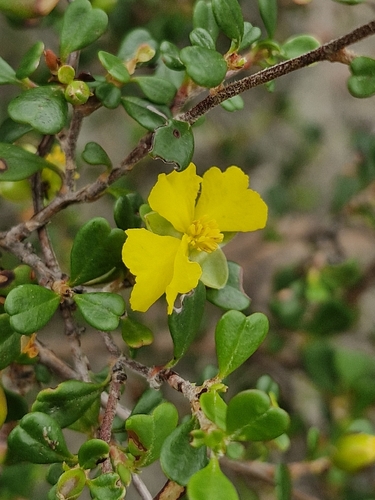 Leafy Guinea Flower (Hibbertia monogyna)