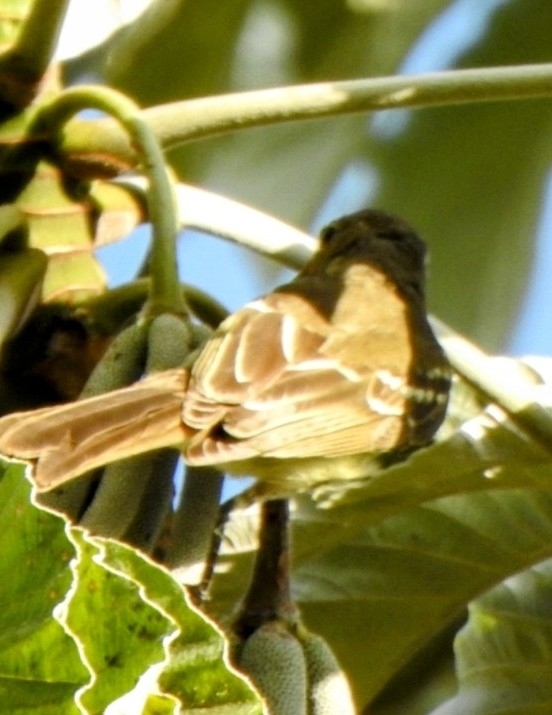 Southern Scrub Flycatcher (Sublegatus modestus), photo 1