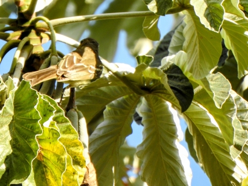 Southern Scrub Flycatcher (Sublegatus modestus), photo 2