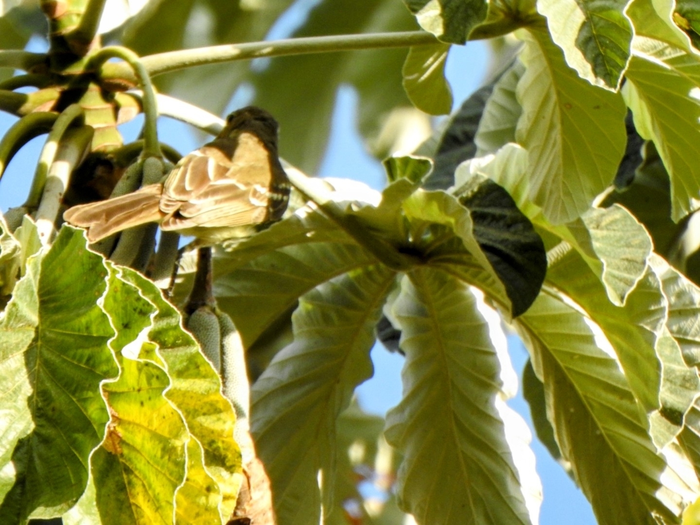 Southern Scrub Flycatcher (Sublegatus modestus), photo 2