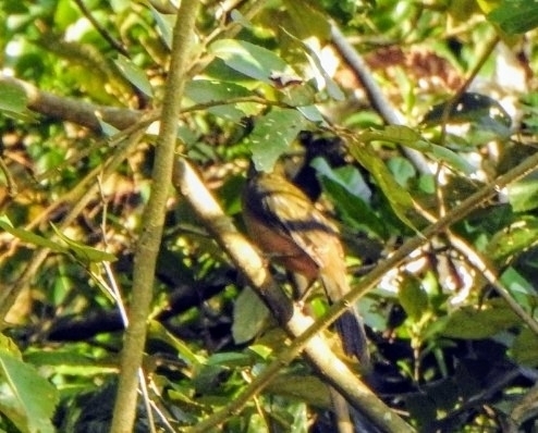 Green-winged Saltator (Saltator similis), photo 2