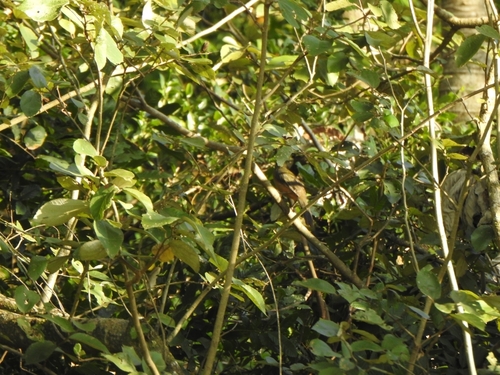 Green-winged Saltator (Saltator similis), photo 3