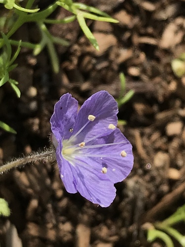 Great Valley Phacelia seedling
