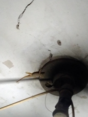 Hemidactylus platyurus