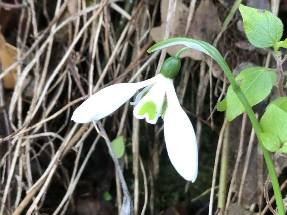 Ikarian snowdrop