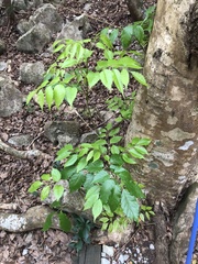 Fraxinus insularis