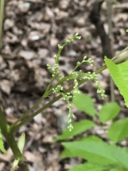 Fraxinus insularis