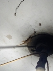 Hemidactylus platyurus