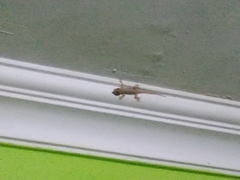 Hemidactylus platyurus