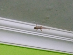 Hemidactylus platyurus