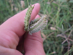 Eleusine tristachya