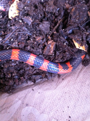 Geophis semidoliatus