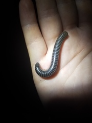 Australocricus sennae