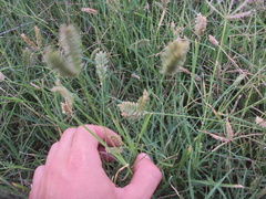Eleusine tristachya