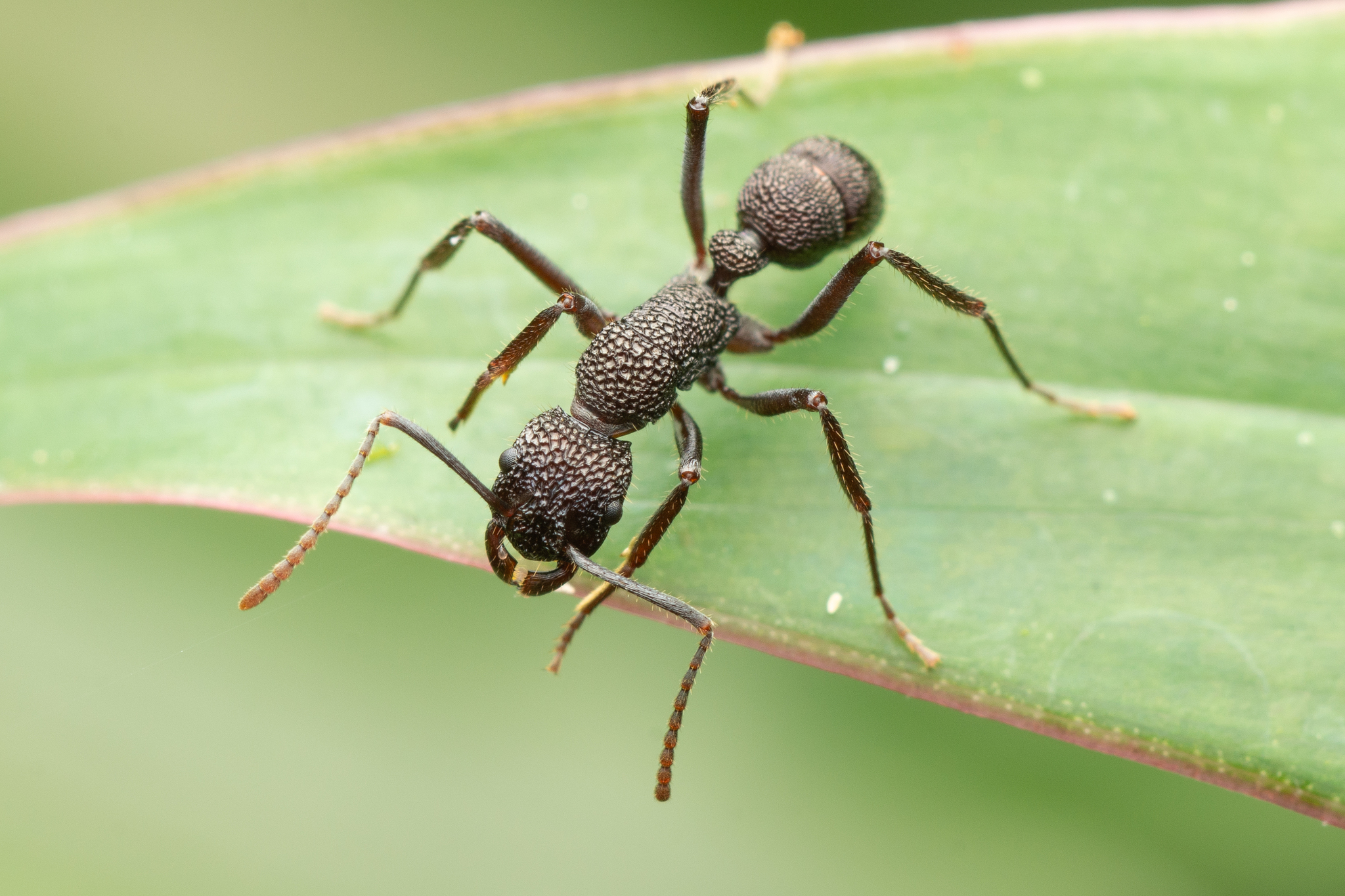 Rhytidoponera scaberrima