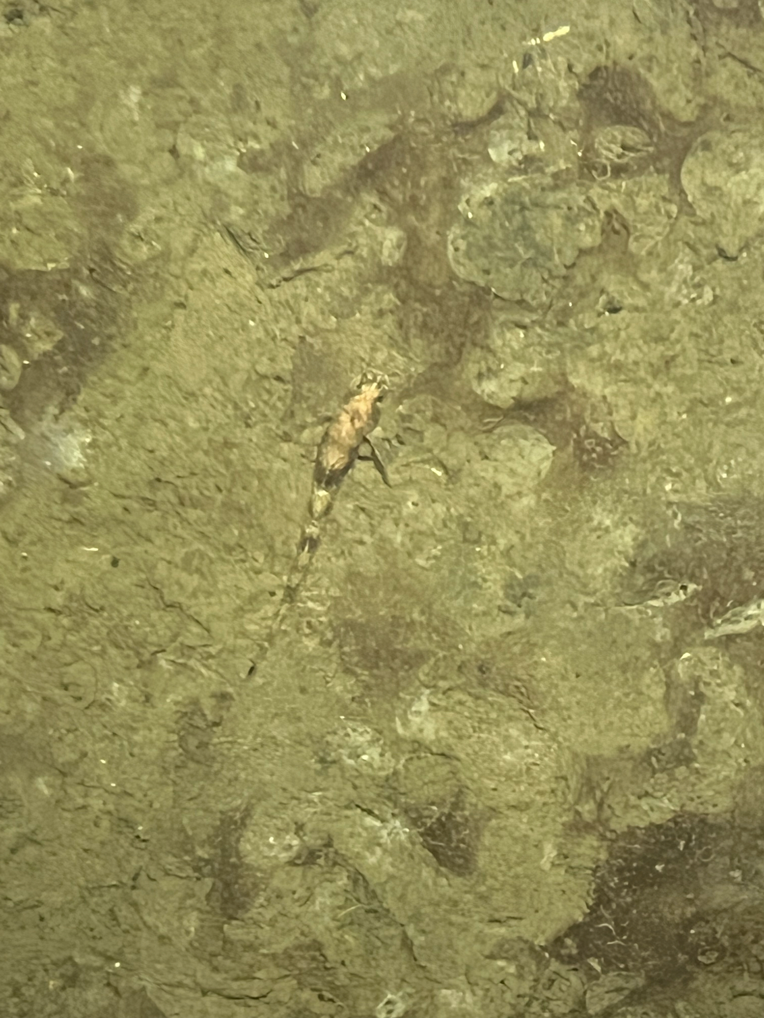 Pygmy Poacher photo 8