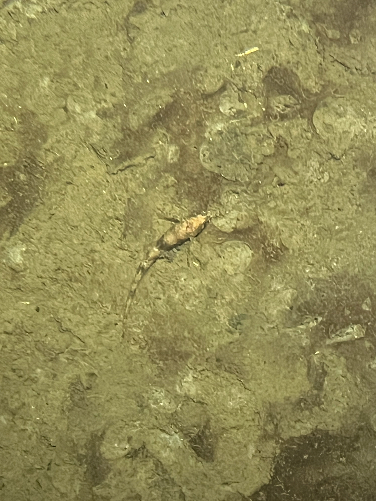 Pygmy Poacher photo 7