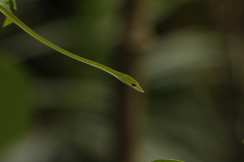 Long-nosed Whipsnake