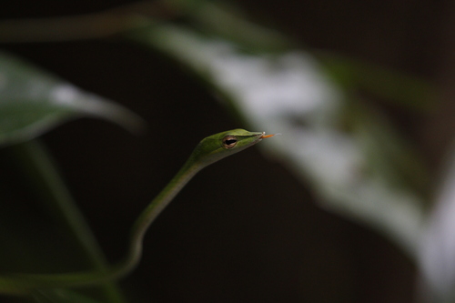 Long-nosed Whipsnake