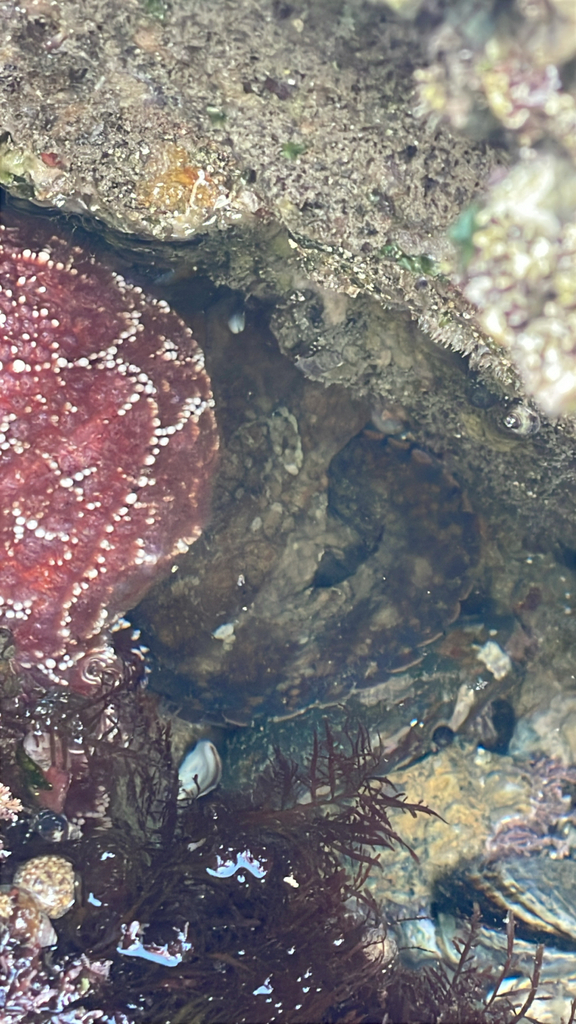 Lesser Two-spot Octopus from Marine Dr, Laguna Beach, CA, US on January ...