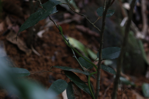 Long-nosed Whipsnake