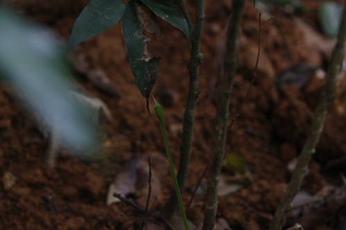 Long-nosed Whipsnake