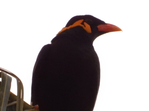 Common Hill Myna (Gracula religiosa), photo 3