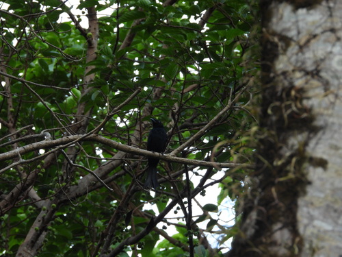 Greater Racket-tailed Drongo (Dicrurus paradiseus), photo 6