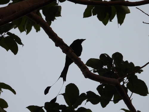 Greater Racket-tailed Drongo (Dicrurus paradiseus), photo 7