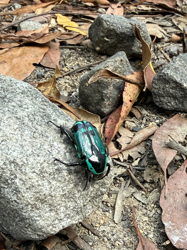 Chlorobapta hirtipes