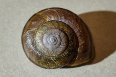 Helminthoglypta phlyctaena