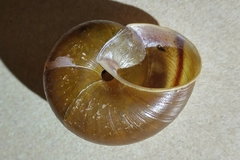 Helminthoglypta phlyctaena