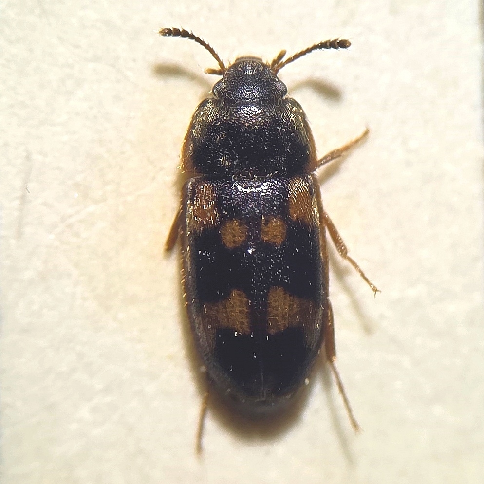 Litargus connexus