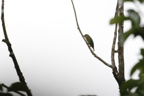 Crimson-fronted Barbet (Psilopogon rubricapillus)