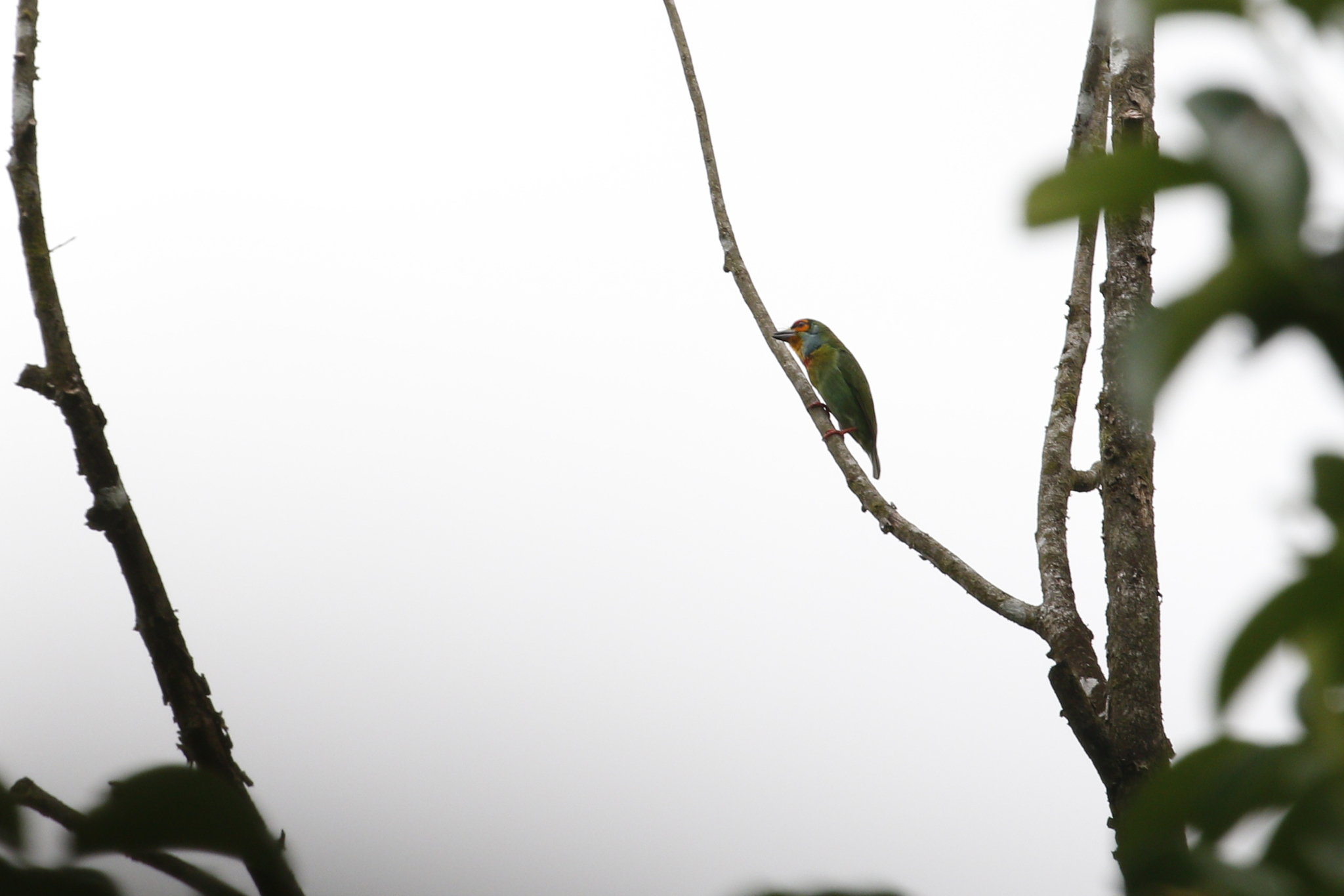 Crimson-fronted Barbet (Psilopogon rubricapillus), photo 1