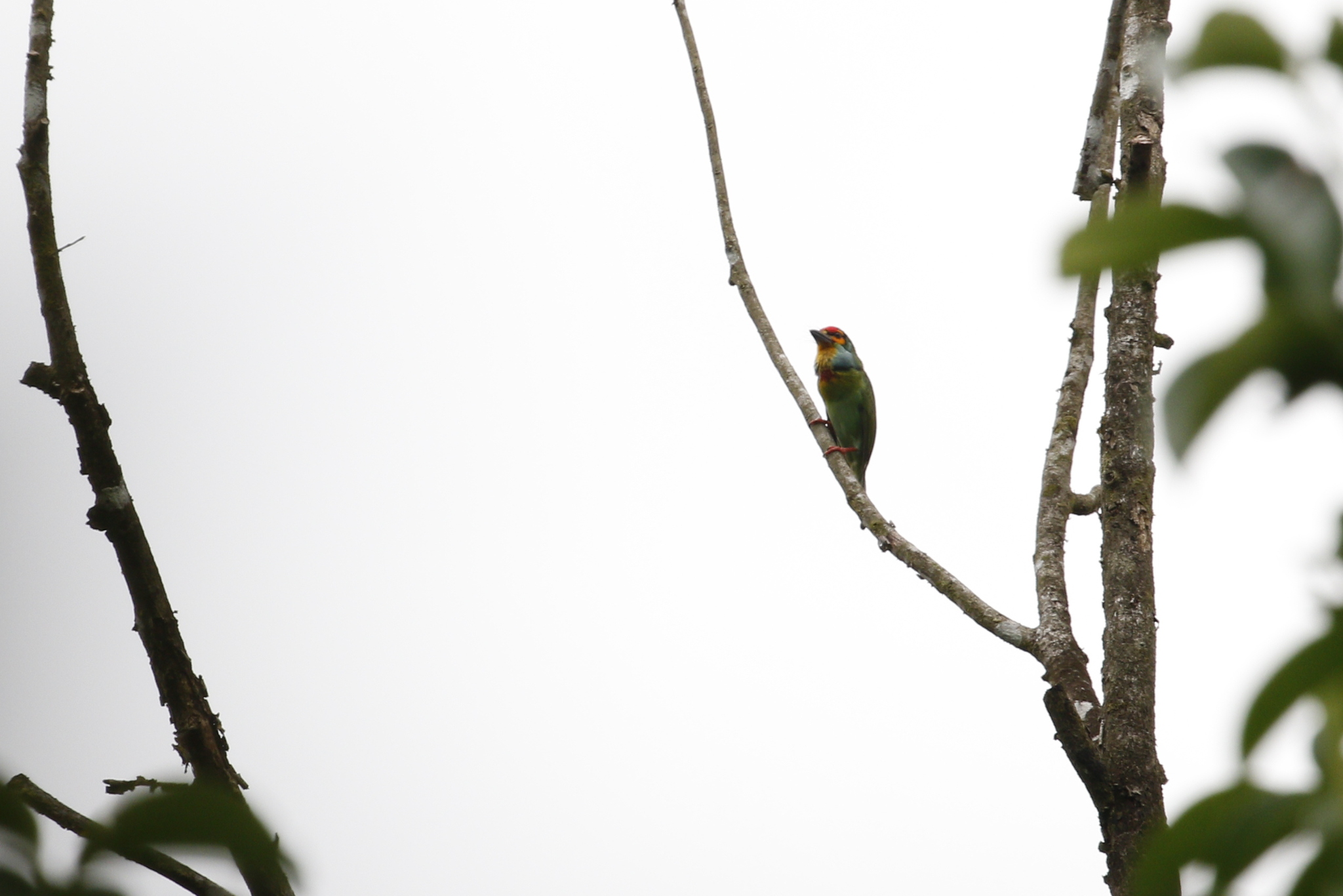 Crimson-fronted Barbet (Psilopogon rubricapillus), photo 2